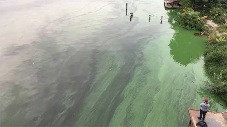 New Microalgae Species Discovered