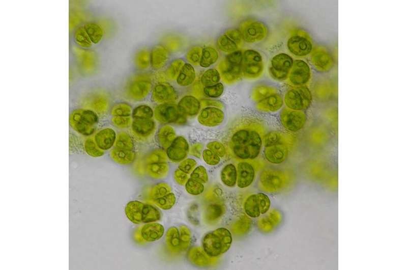 Algae Diversity and Bioresources Database